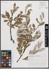 Foto von Salix cantabrica Rech. f.